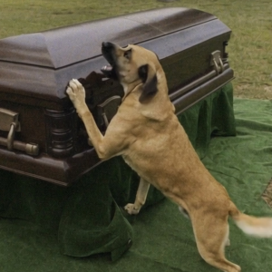 Perro ladra al ataúd durante el funeral, hijo sospechoso lo abre y lo encuentra vacío – Historia del día