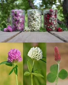 Los sorprendentes beneficios y usos del trébol blanco, trébol rojo y trébol carmesí