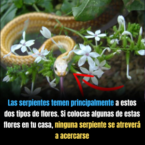 Las serpientes tienen un gran miedo a estos dos tipos de flores