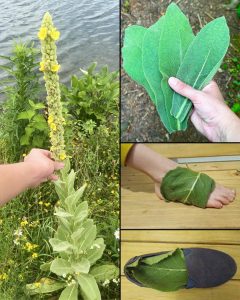 Por qué deberías poner hojas de gordolobo en las plantas de tus pies