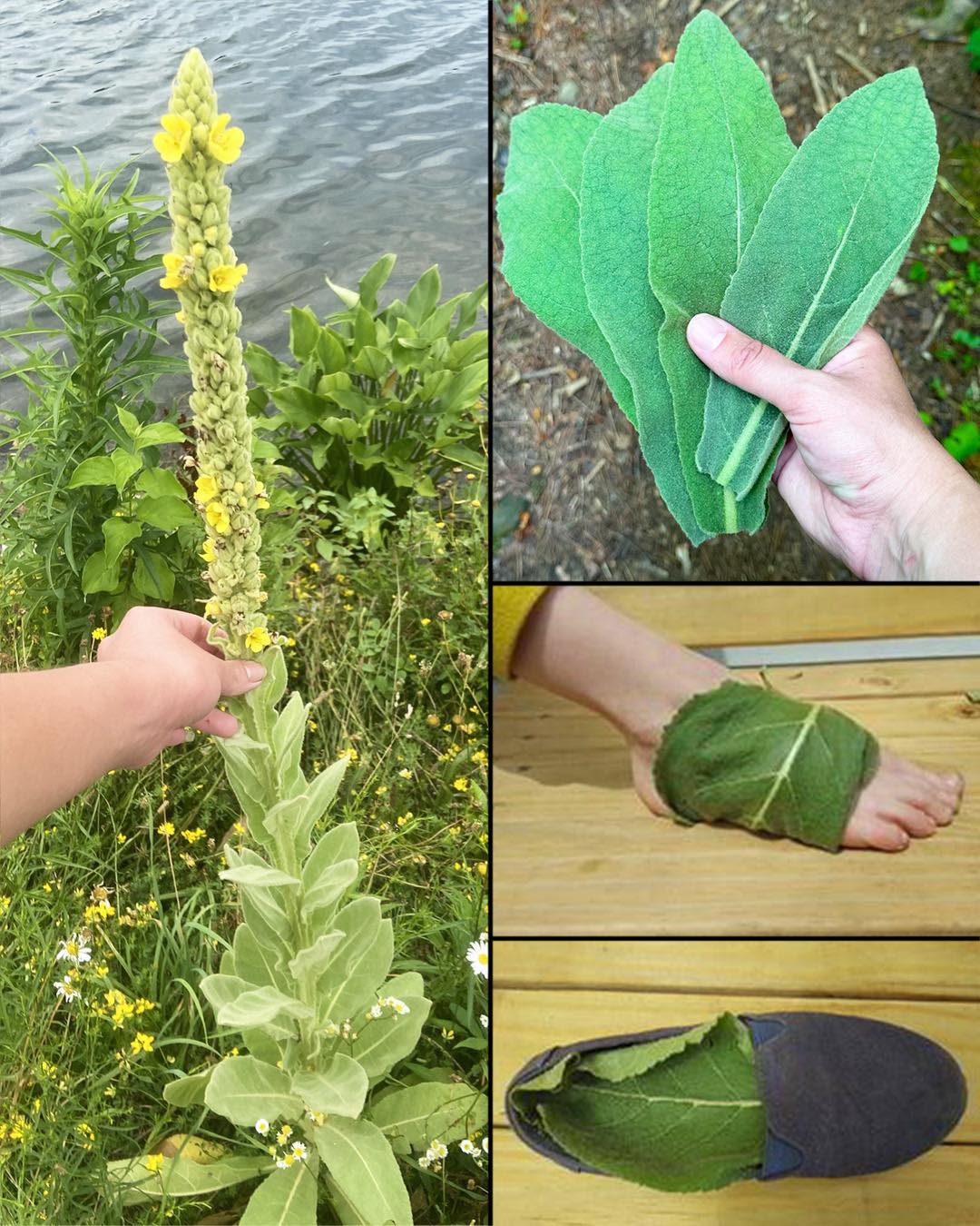 Por qué deberías poner hojas de gordolobo en las plantas de tus pies