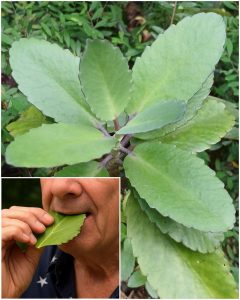 Hoja de la Vida – La Planta Curativa que Crece en tu Jardín