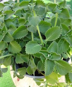 Una mirada científica al papel del orégano en el bienestar