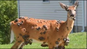 Avistan ‘venado mutante’ con aterradoras burbujas de carne mientras crecen los temores de un brote animal en EE.UU