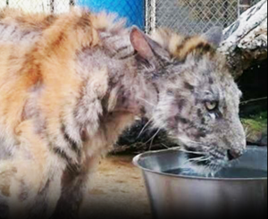 Por ignorancia fue descuidada, pero hoy esta tigresa tiene una nueva vida — su transformación es un verdadero milagro