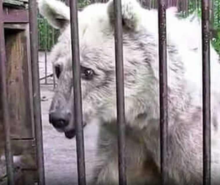 Durante 30 años, el oso estuvo encerrado en una jaula — ahora mira sus ojos cuando se abre la reja