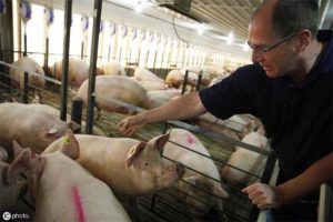 ¿Por qué Estados Unidos no come carne de cerdo?