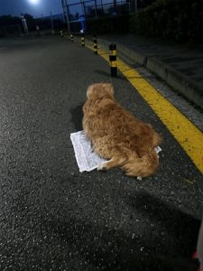 Hoy, después de pasear al perro, por fin me derrumbé y lloré