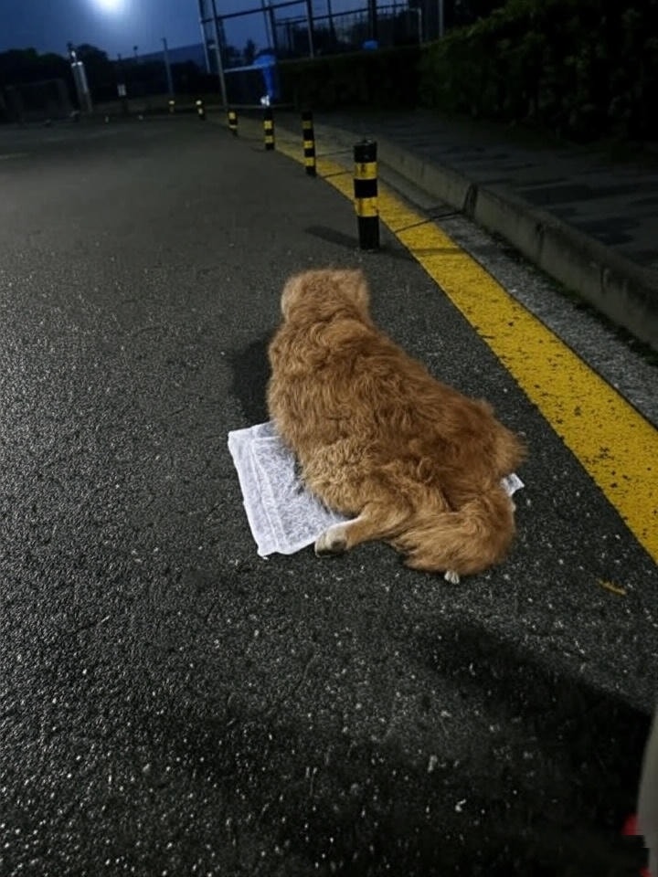 Hoy, después de pasear al perro, por fin me derrumbé y lloré