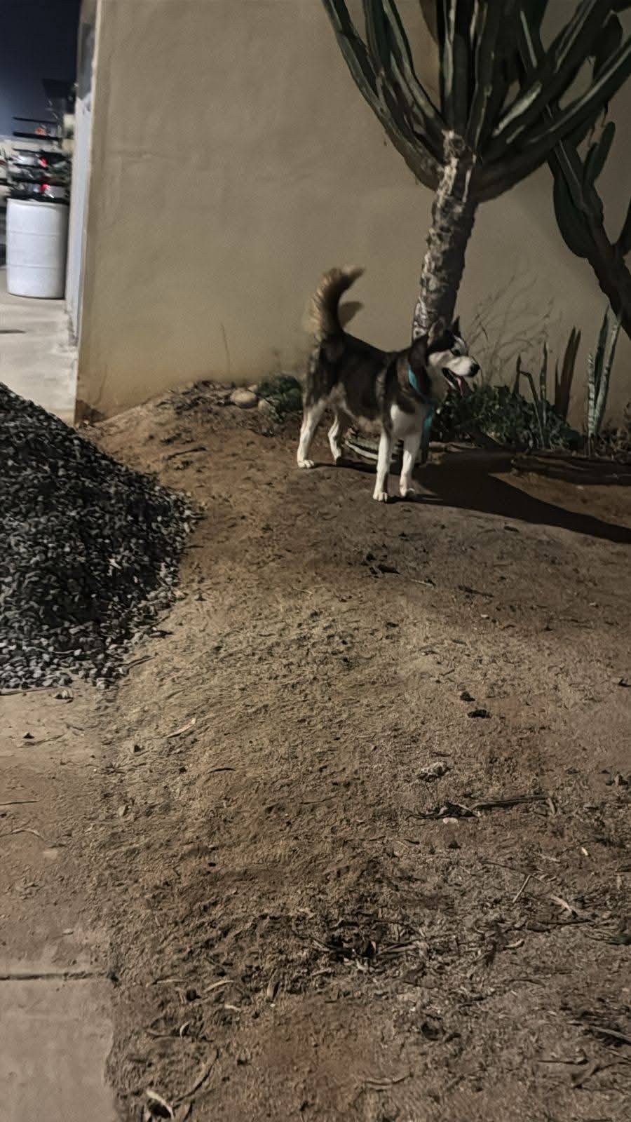 Aquí en Casas Vento, junto a Villas 7 en Ensenada, B.C., abandonaron a una perrita husky