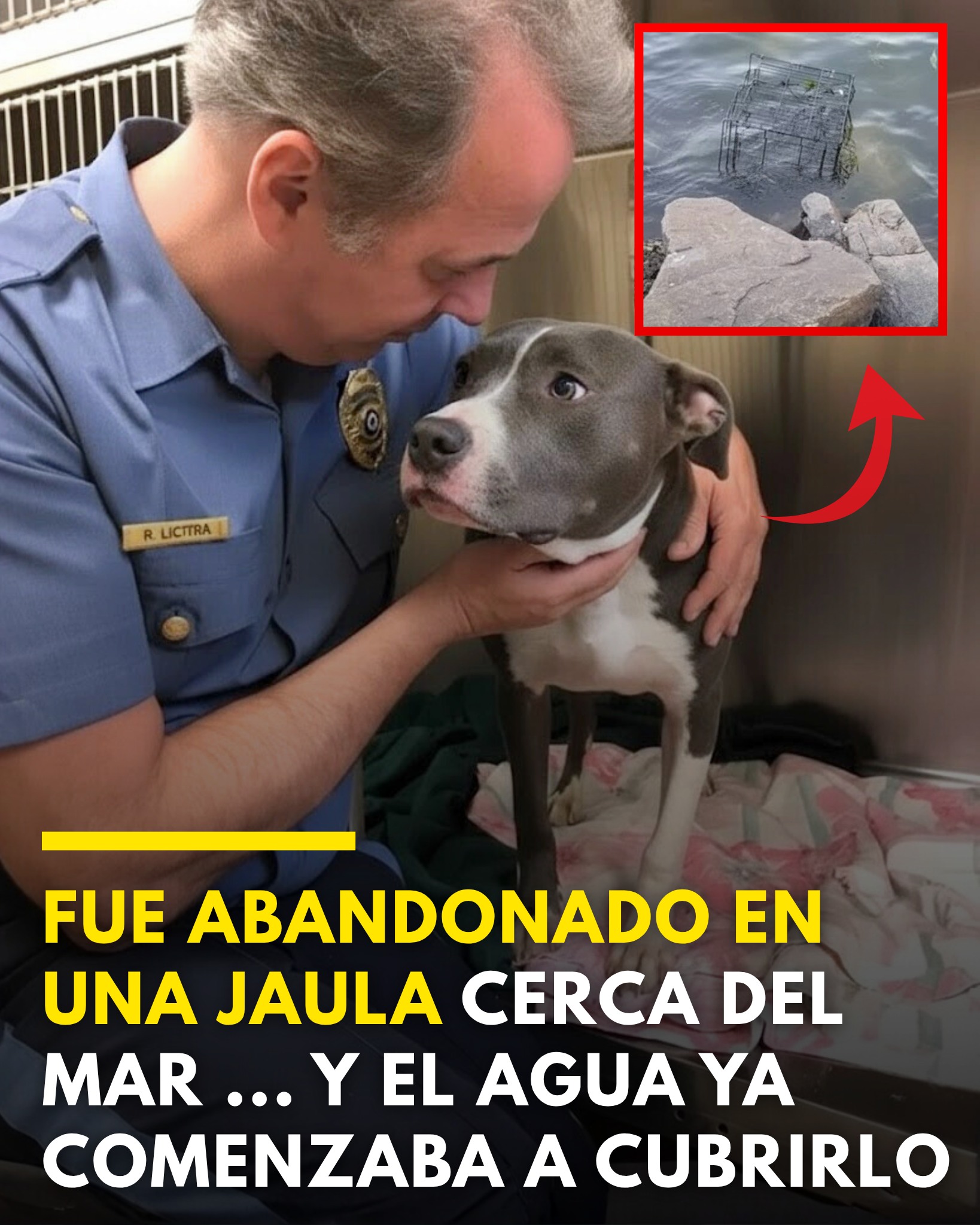 En Nueva Jersey, una mujer paseaba a su perro por un parque cuando notó algo extraño en la orilla del mar