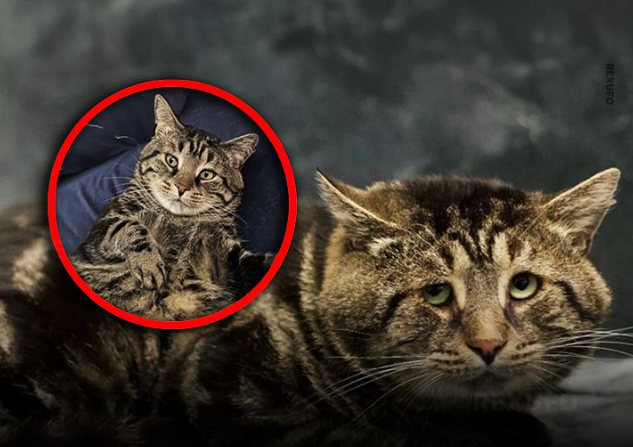 Fishtopher, un gato de 5 años, conmovió a miles por su expresión apagada mientras