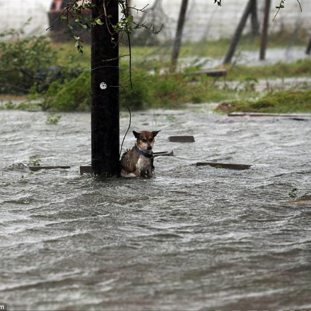 Stray Dog Refuses Let Go Her Favorite Stuffed Toy, Hearts Instantly Sank