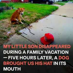 My Young Son Disappeared During a Family Vacation – Five Hours Later, a Dog Returned with His Hat in Its Teeth